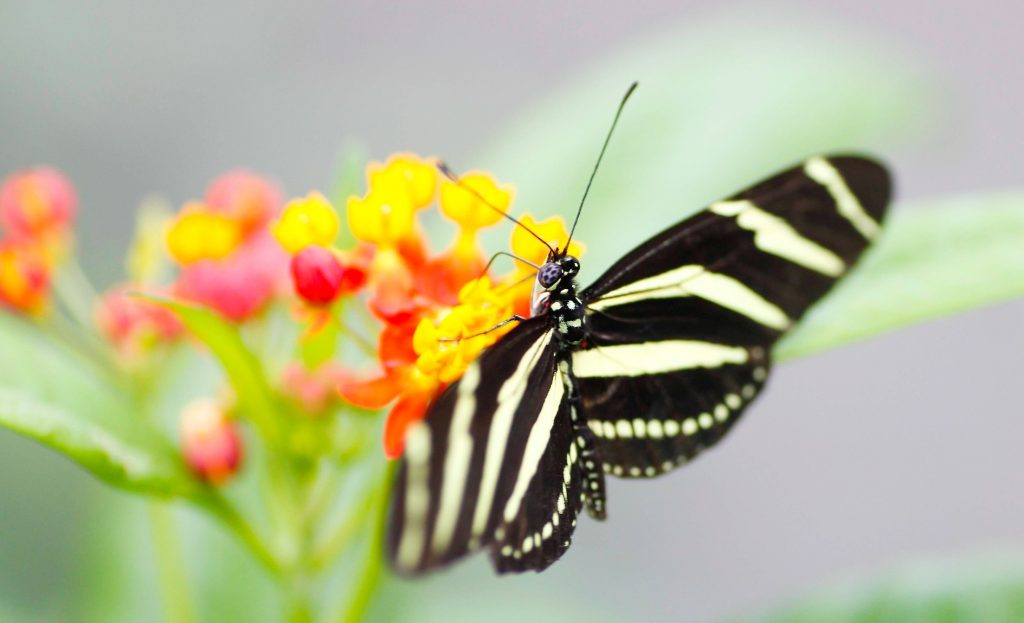 What Do Butterflies Eat?