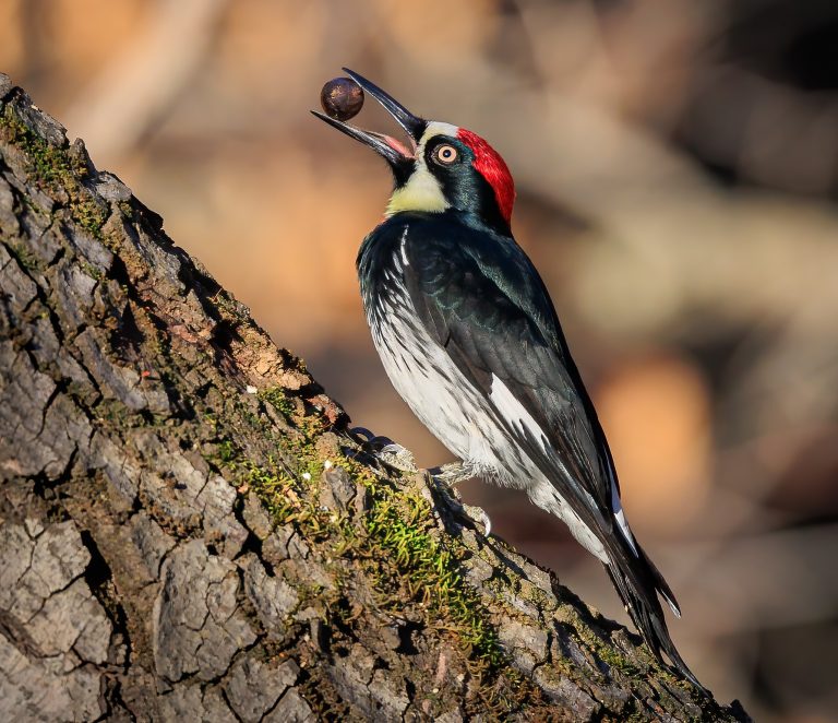 What Do Woodpeckers Eat?