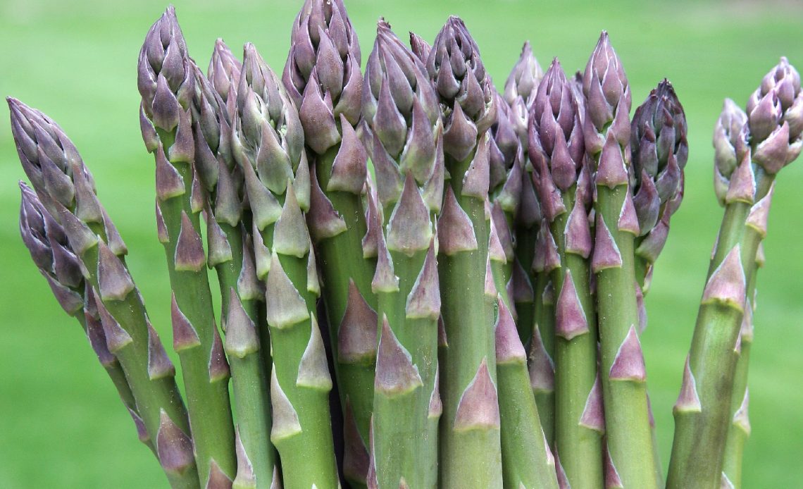 asparagus-companion-plants