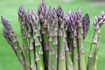 12 Best Asparagus Companion Plants (And 5 You Should Avoid)