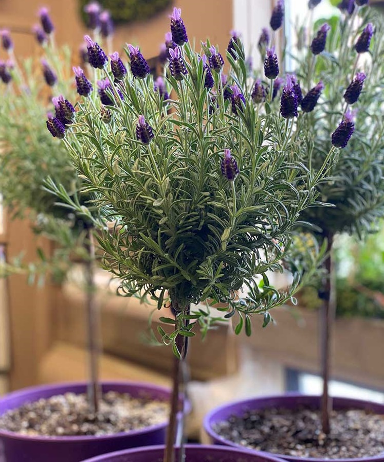 lavender topiary