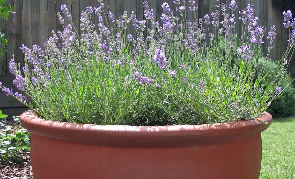 best-potting-soil-for-lavender