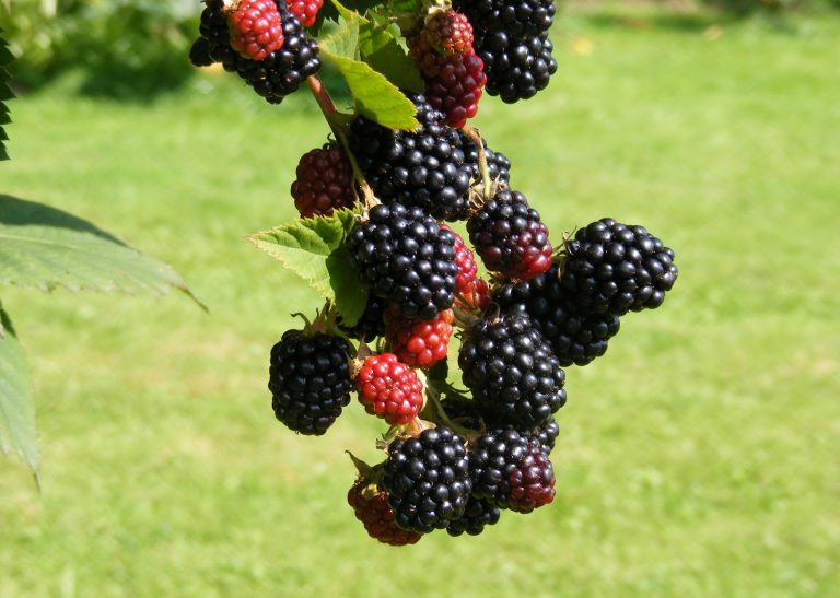 13 Best Blackberry Companion Plants (And 4 To Avoid)