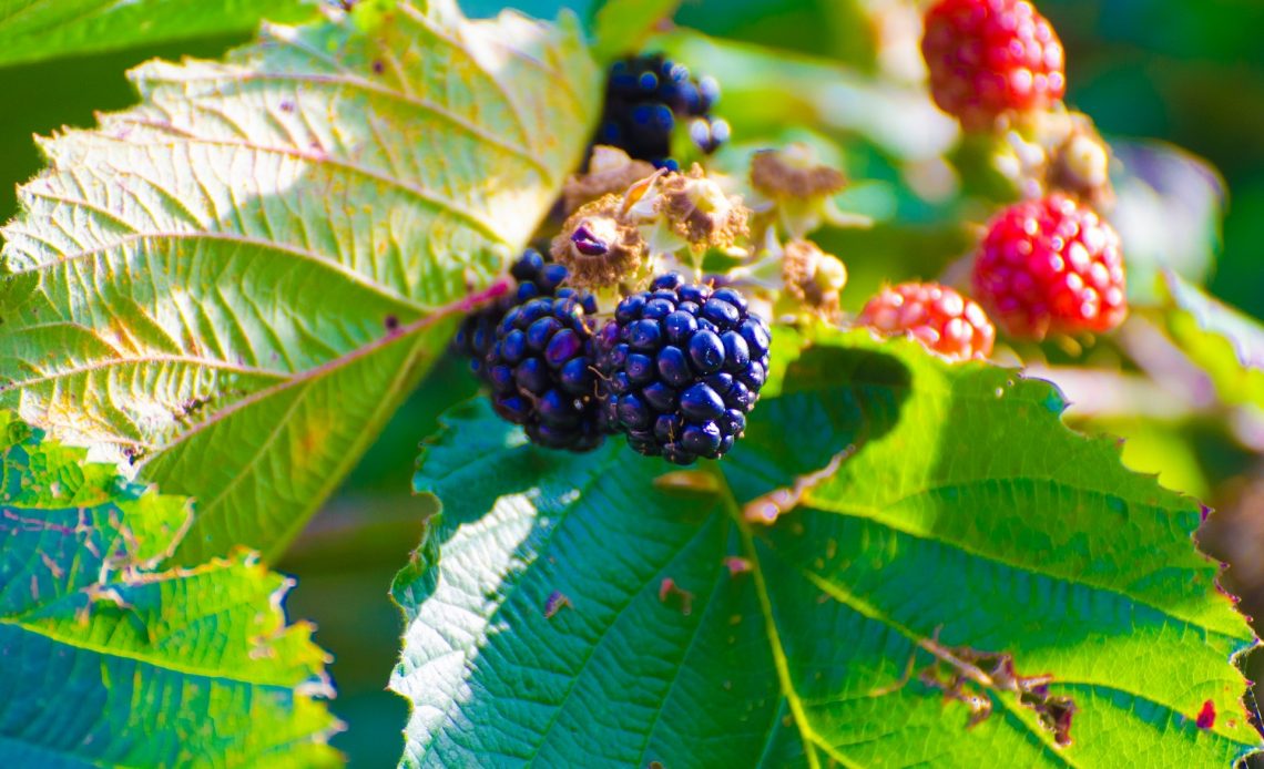blackberry-companion-plants