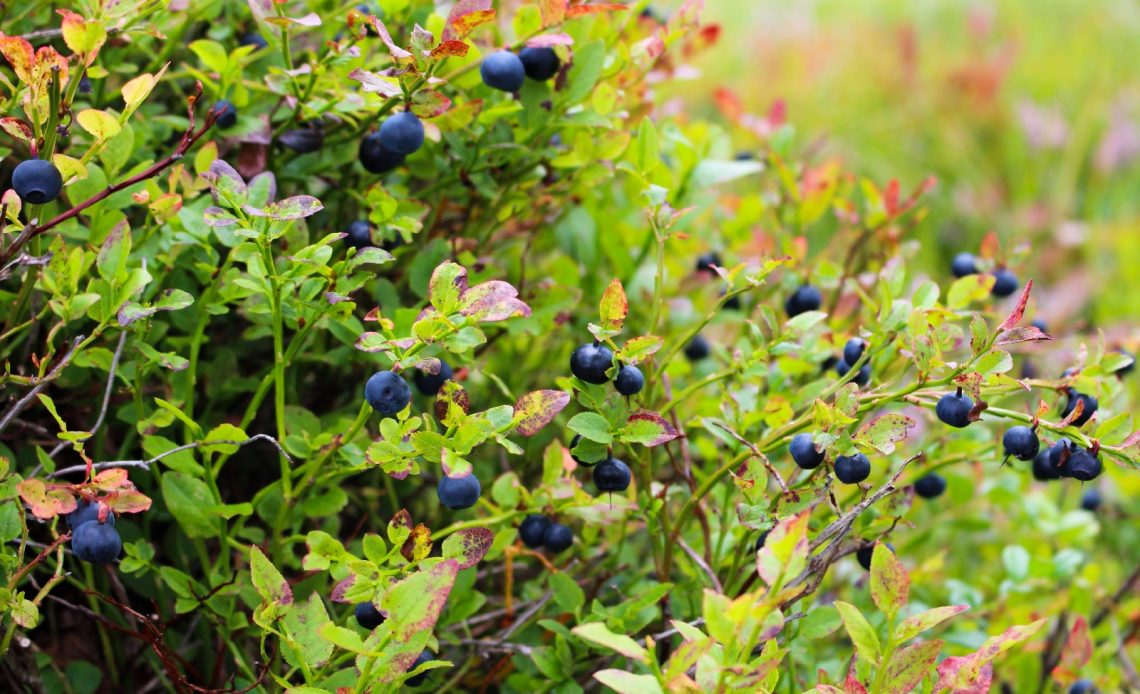 blueberry-companion-plants