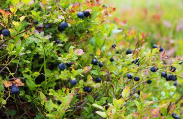 8 Best Blueberry Companion Plants (And 3 To Avoid)