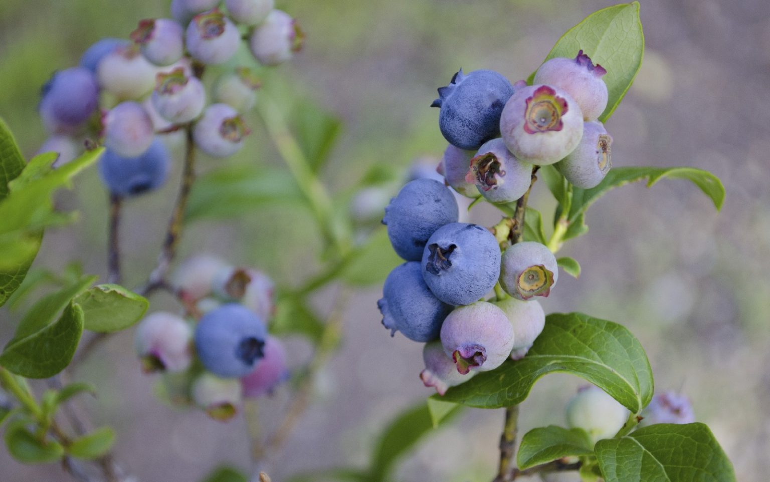 13 Best Blackberry Companion Plants (And 4 To Avoid)
