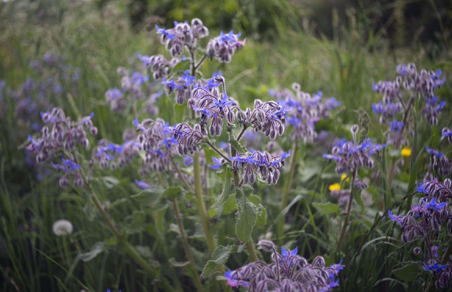 13 Best Blackberry Companion Plants (And 4 To Avoid)