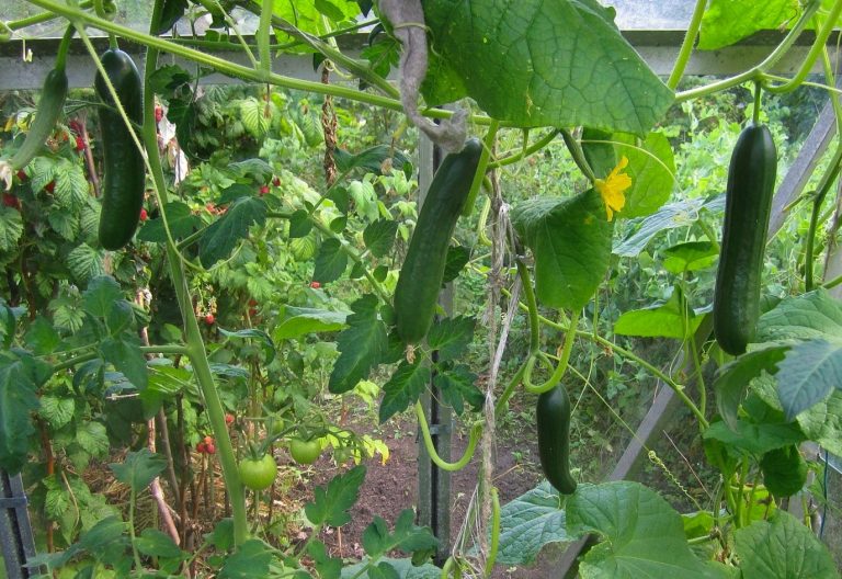 Burpless Cucumbers What Are They?