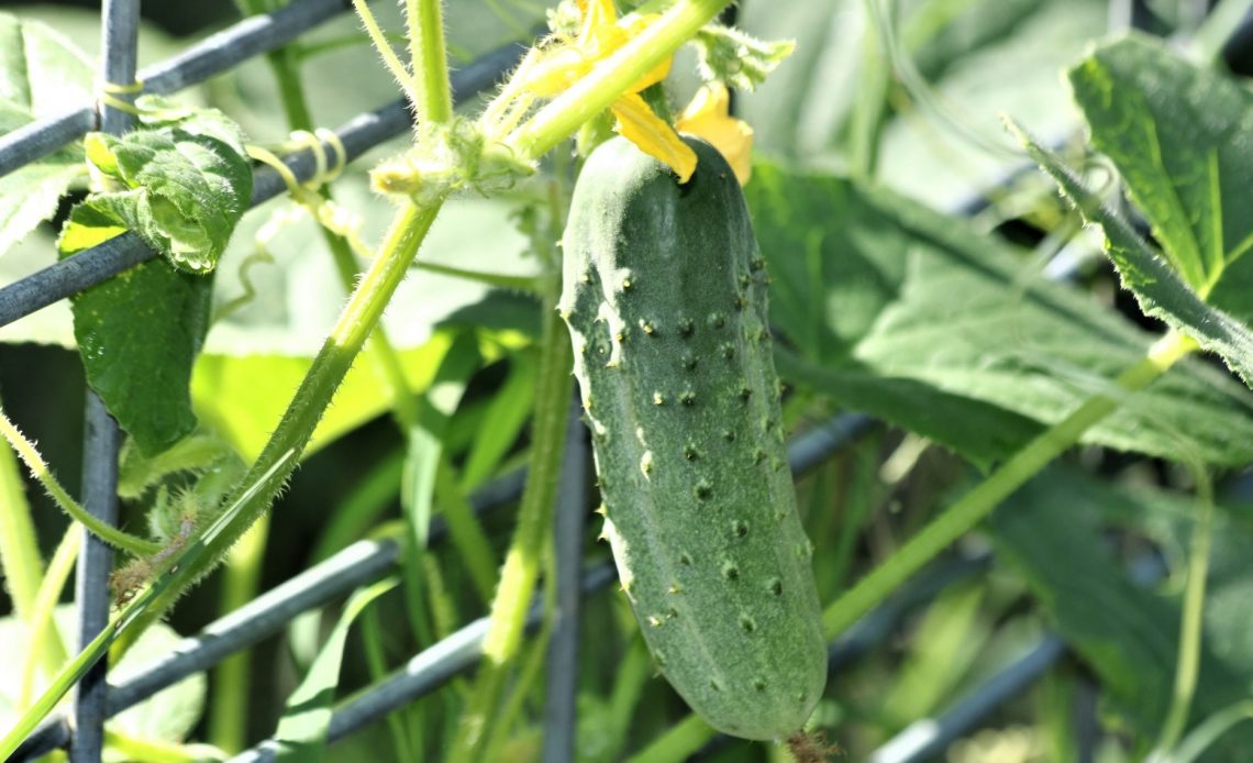 burpless-cucumbers