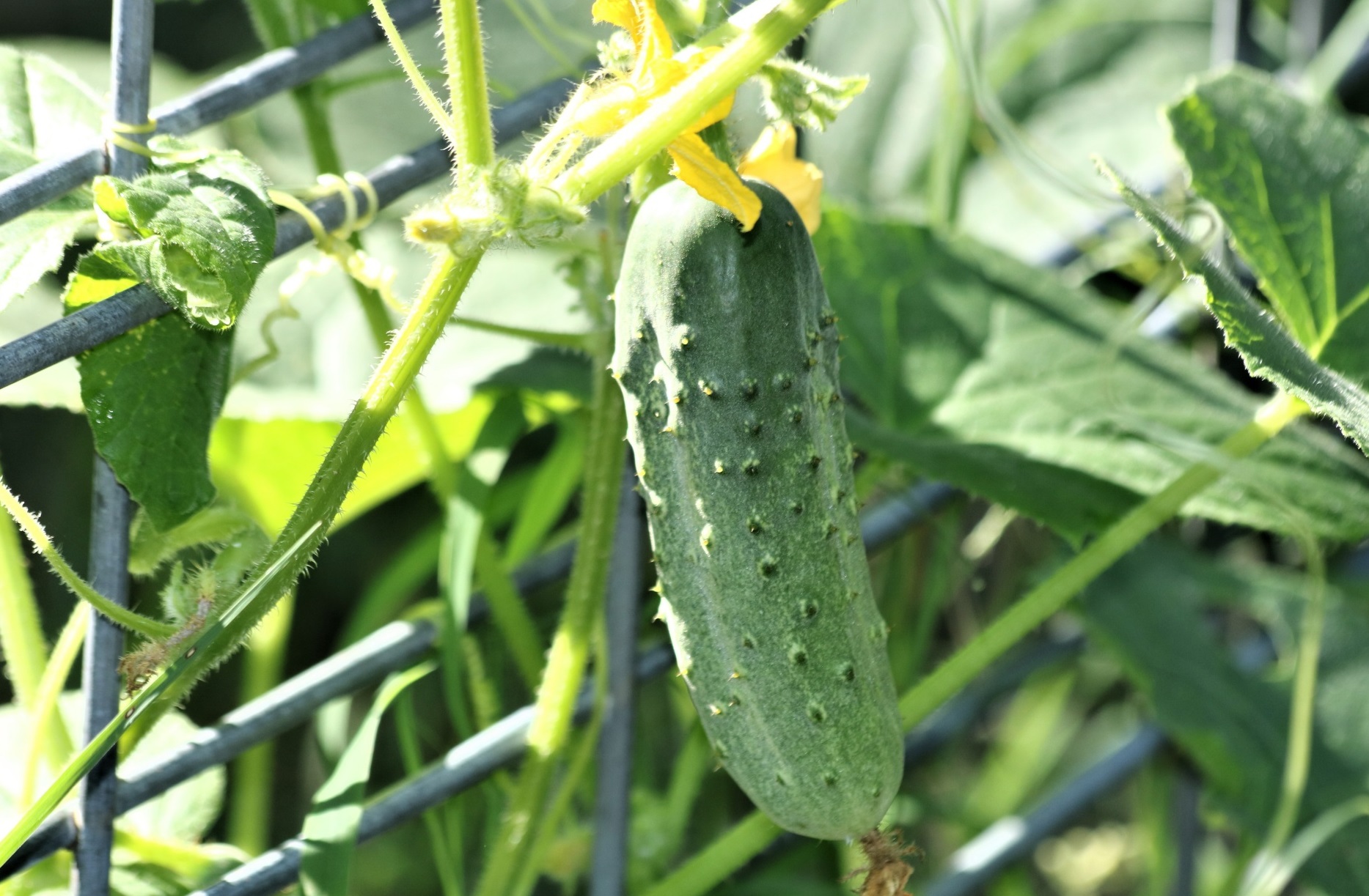 Burpless Cucumbers What Are They