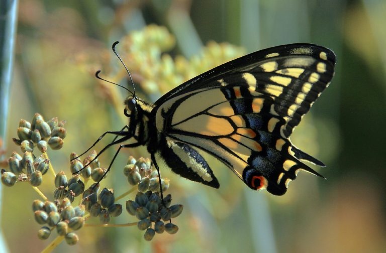 30 Plants and Flowers For The Perfect Butterfly Garden