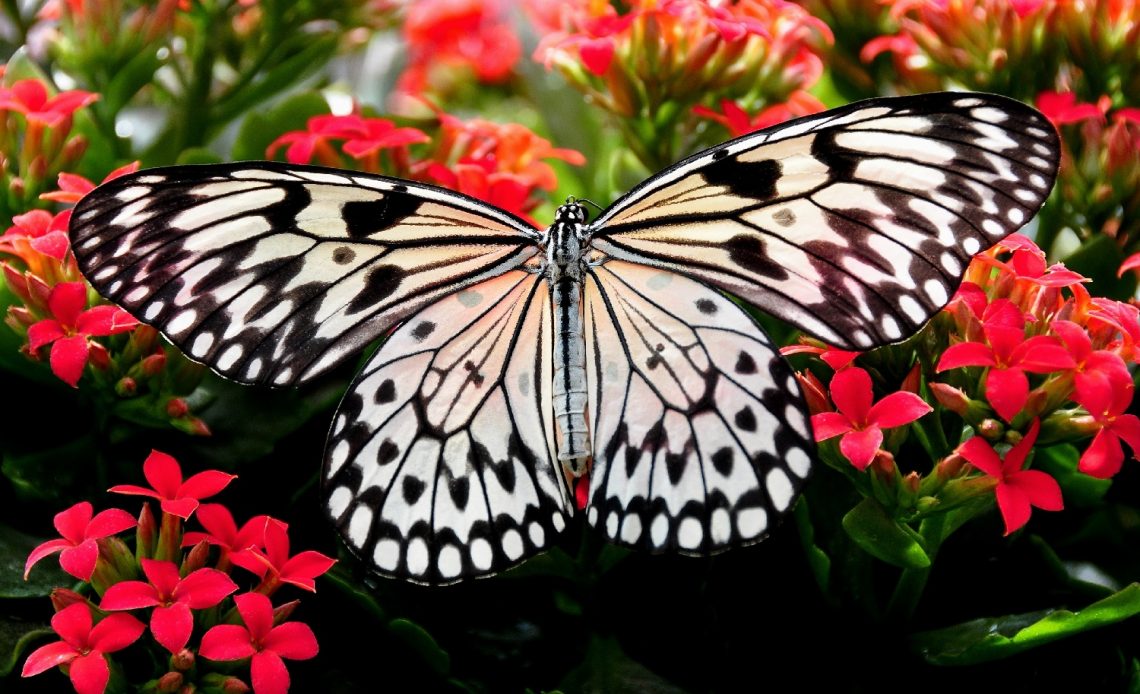 butterfly-plants