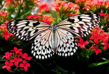 30 Plants and Flowers For The Perfect Butterfly Garden