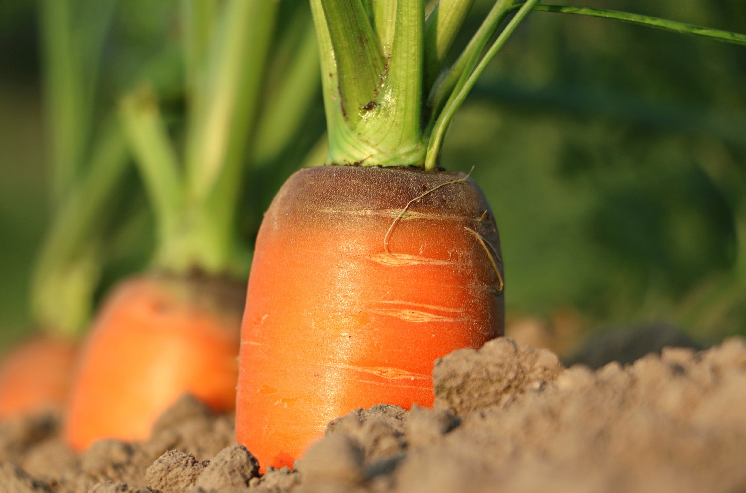 11 Best Cilantro Companion Plants (And 3 To Avoid)