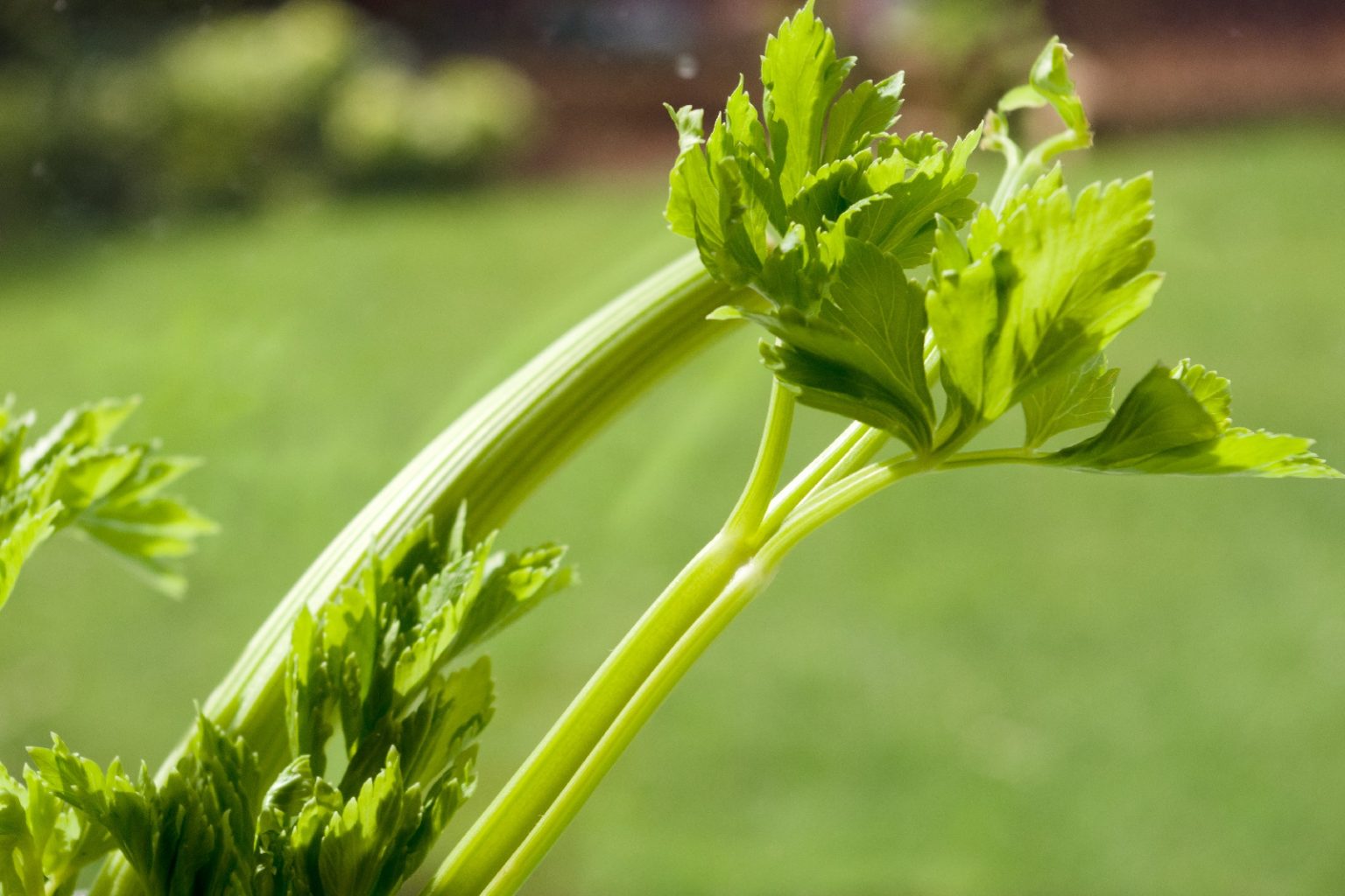 11 Best Cilantro Companion Plants (And 3 To Avoid)