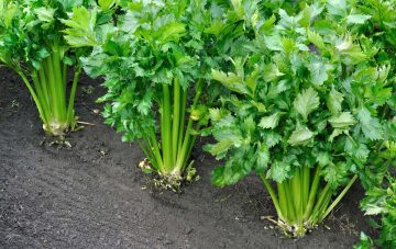 13 Turnip Companion Plants to Grow (and 5 You Should Avoid)