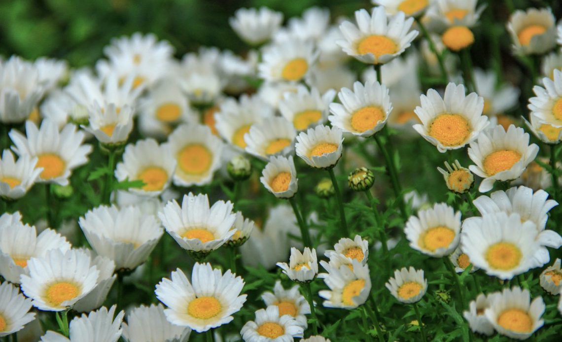 chamomile-companion-plants