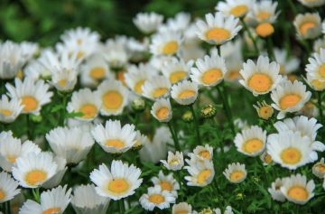 11 Chamomile Companion Plants To Grow In Your Garden