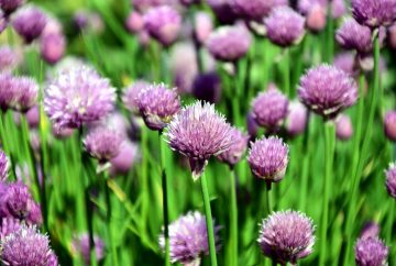 12 Chives Companion Plants To Grow - And Which Plants To Avoid