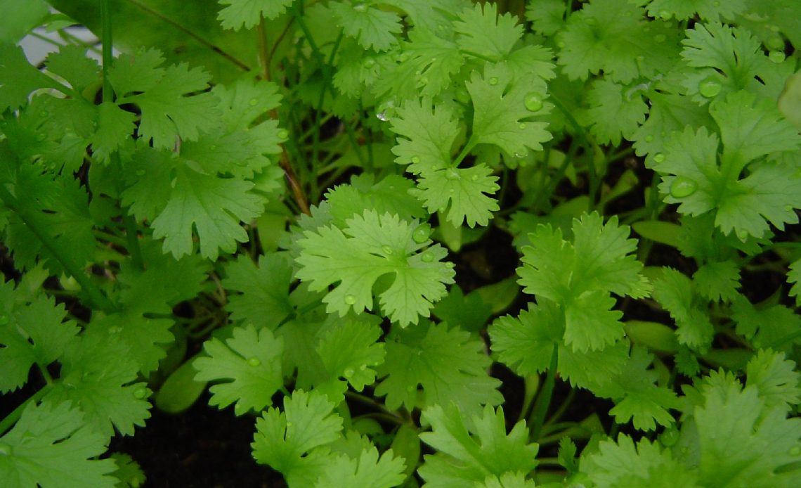 cilantro-companion-plants