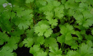 11 Best Cilantro Companion Plants (And 3 To Avoid)