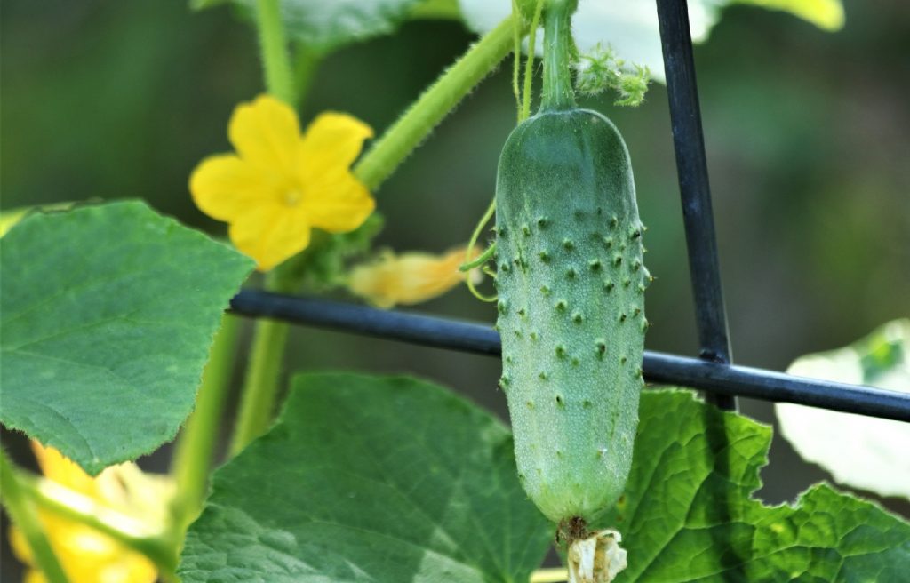 What to plant where potatoes were?