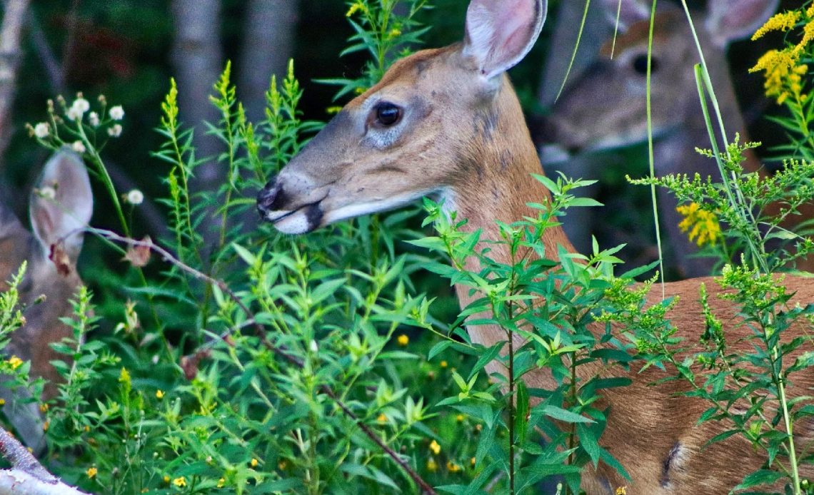 dawn-dish-soap-deer-repellent