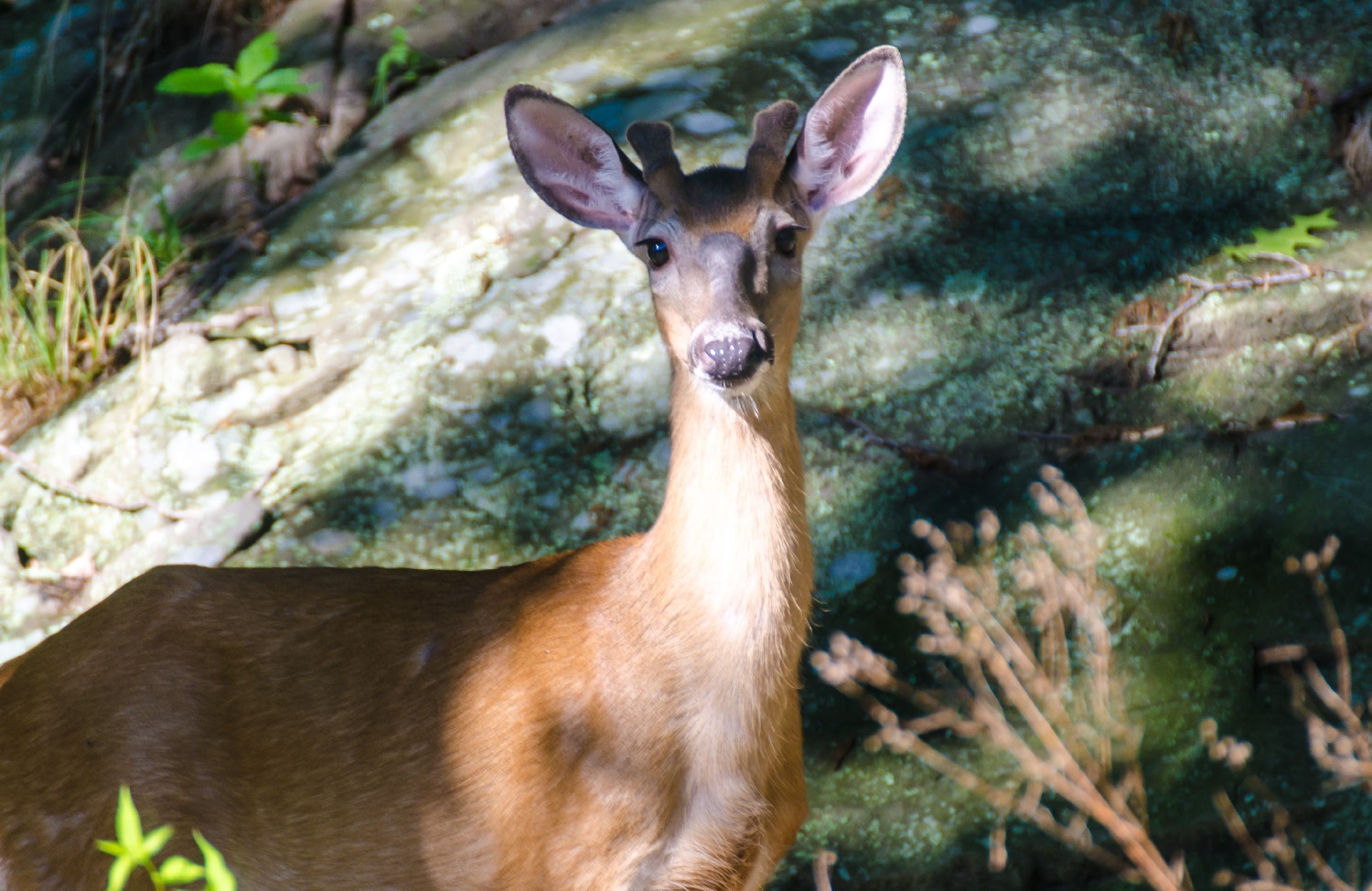 Dawn Dish Soap Deer Repellent - Should You Use It?