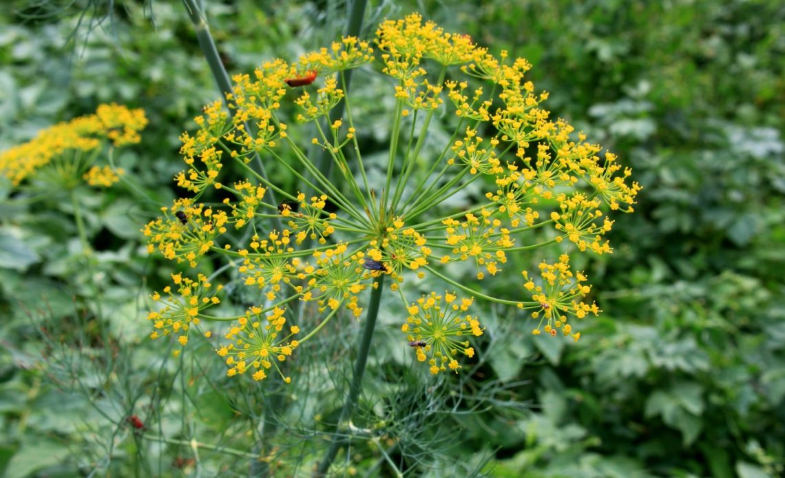 dill-companion-plants