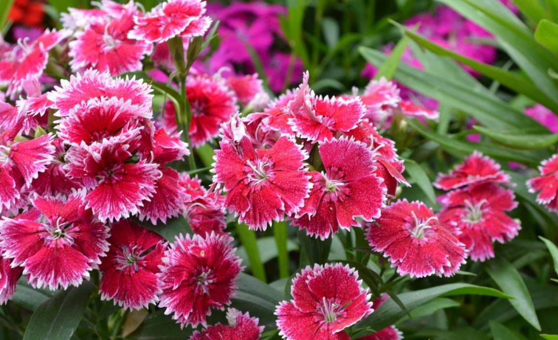 do-deer-eat-dianthus