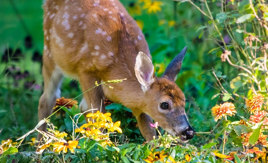 do-deer-eat-marigolds