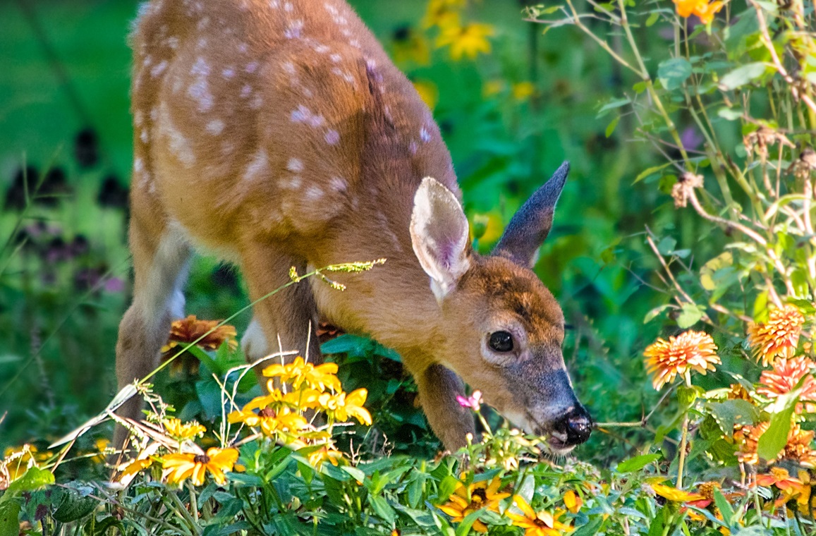 do-deer-eat-marigolds-are-they-deer-resistant