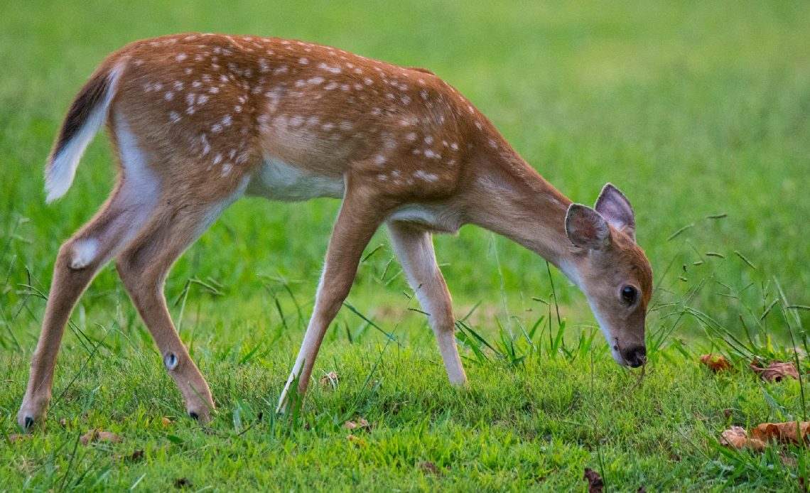 do-deer-eat-mushrooms