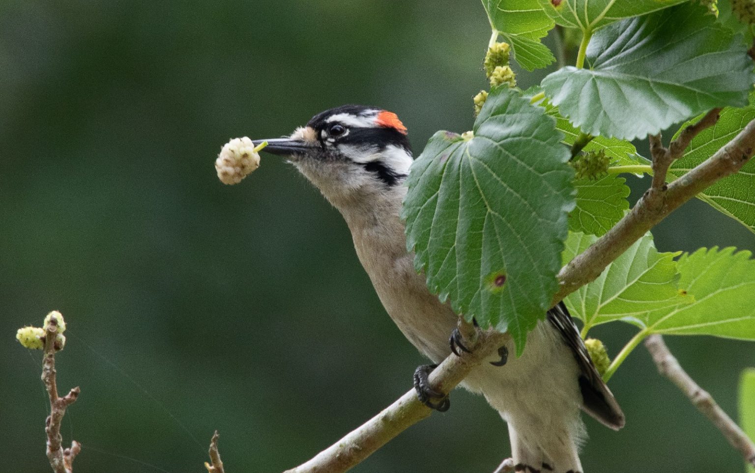 What Do Woodpeckers Eat?