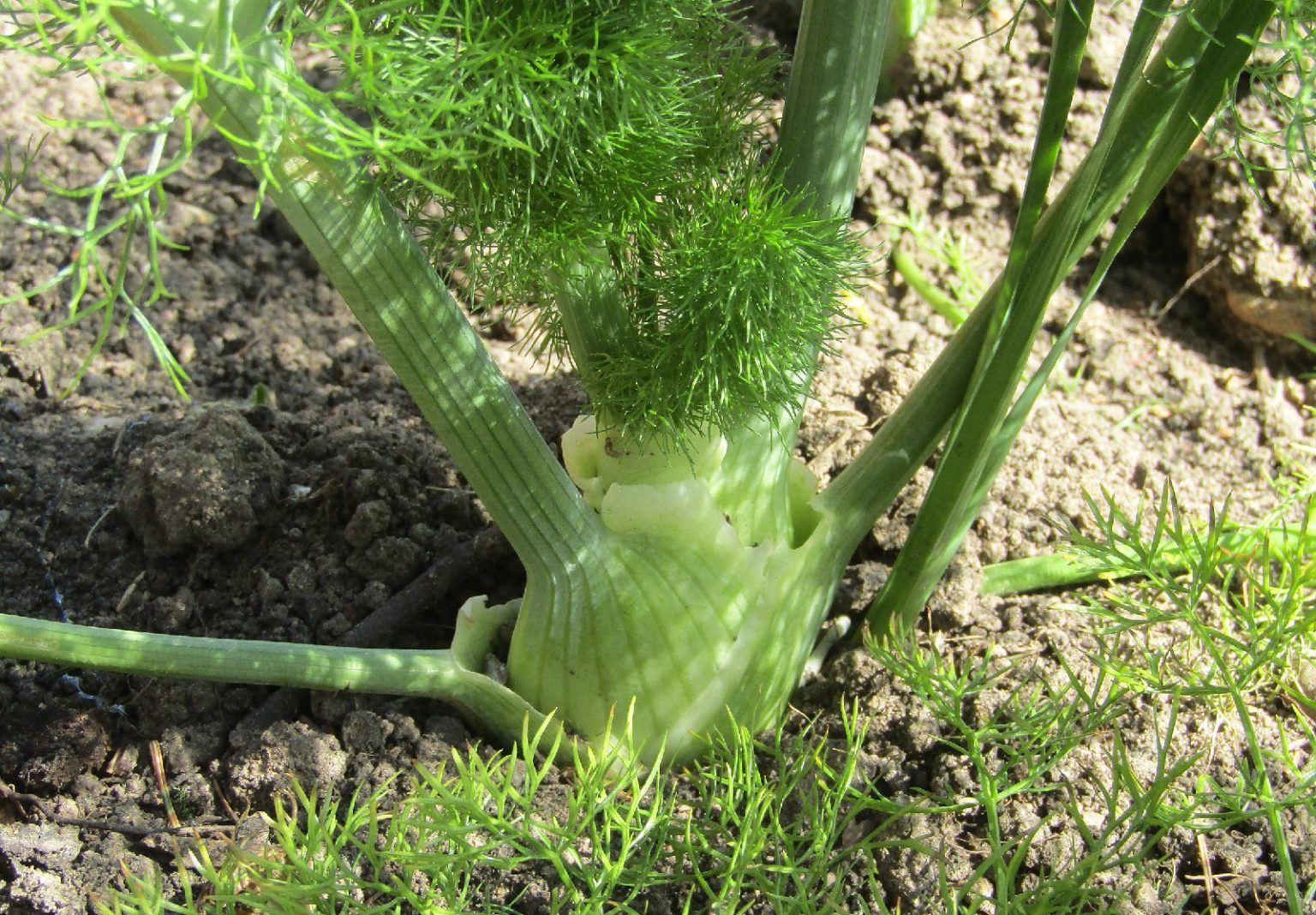 11 Kohlrabi Companion Plants (And 5 To Avoid!)