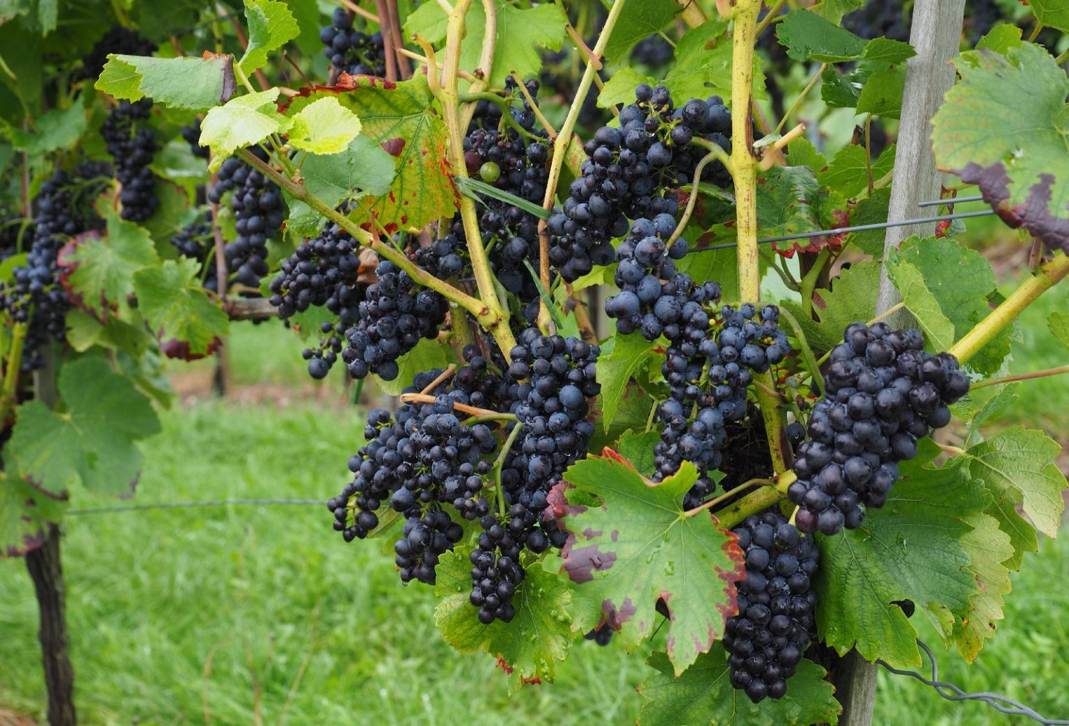 13 Best Blackberry Companion Plants (And 4 To Avoid)