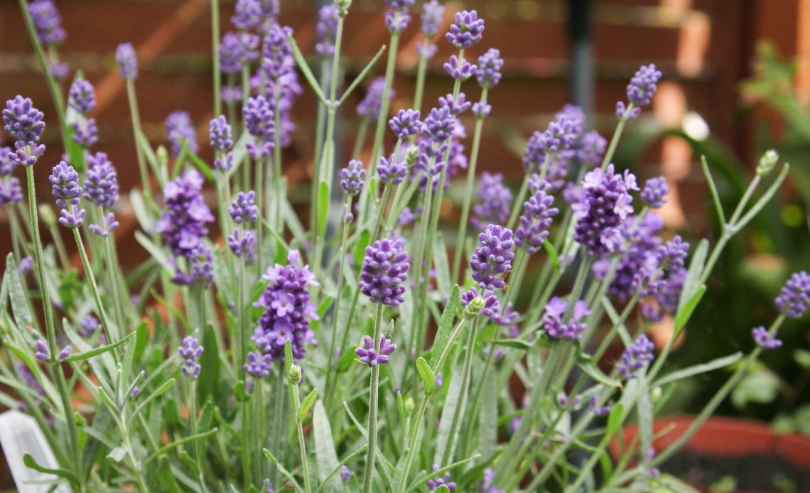 grow-lavender-from-seed