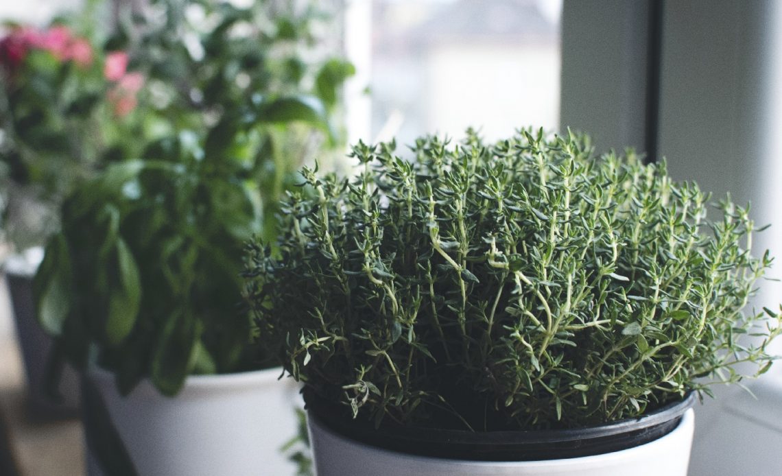 how-to-grow-thyme-from-cuttings