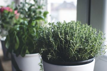 How To Grow Thyme From Cuttings