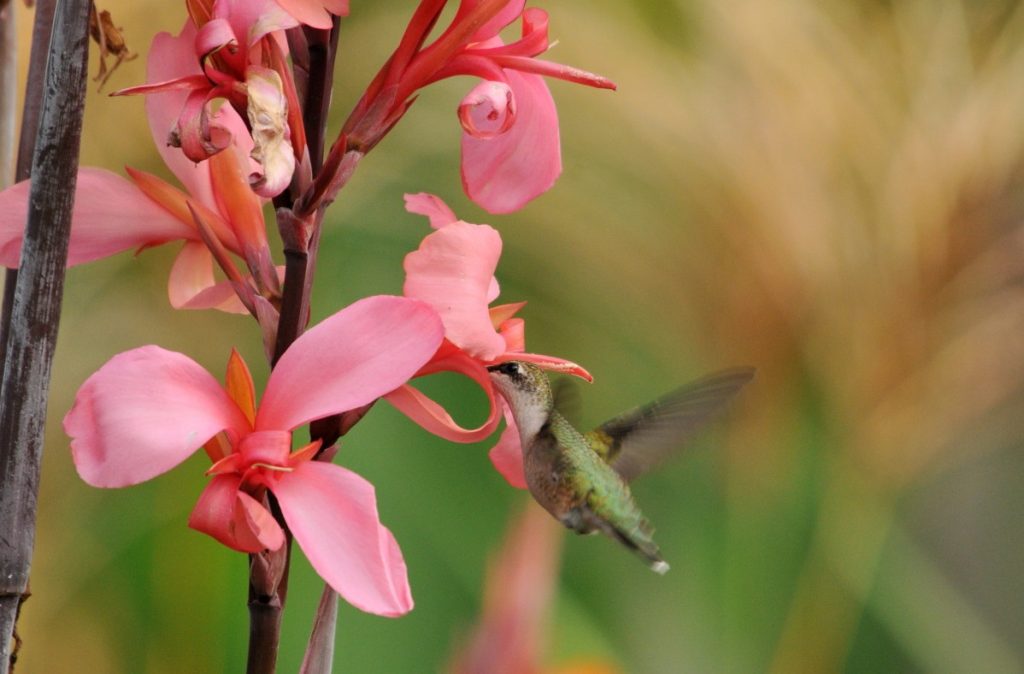 The 34 Best Hummingbird Flowers to Grow in Your Garden