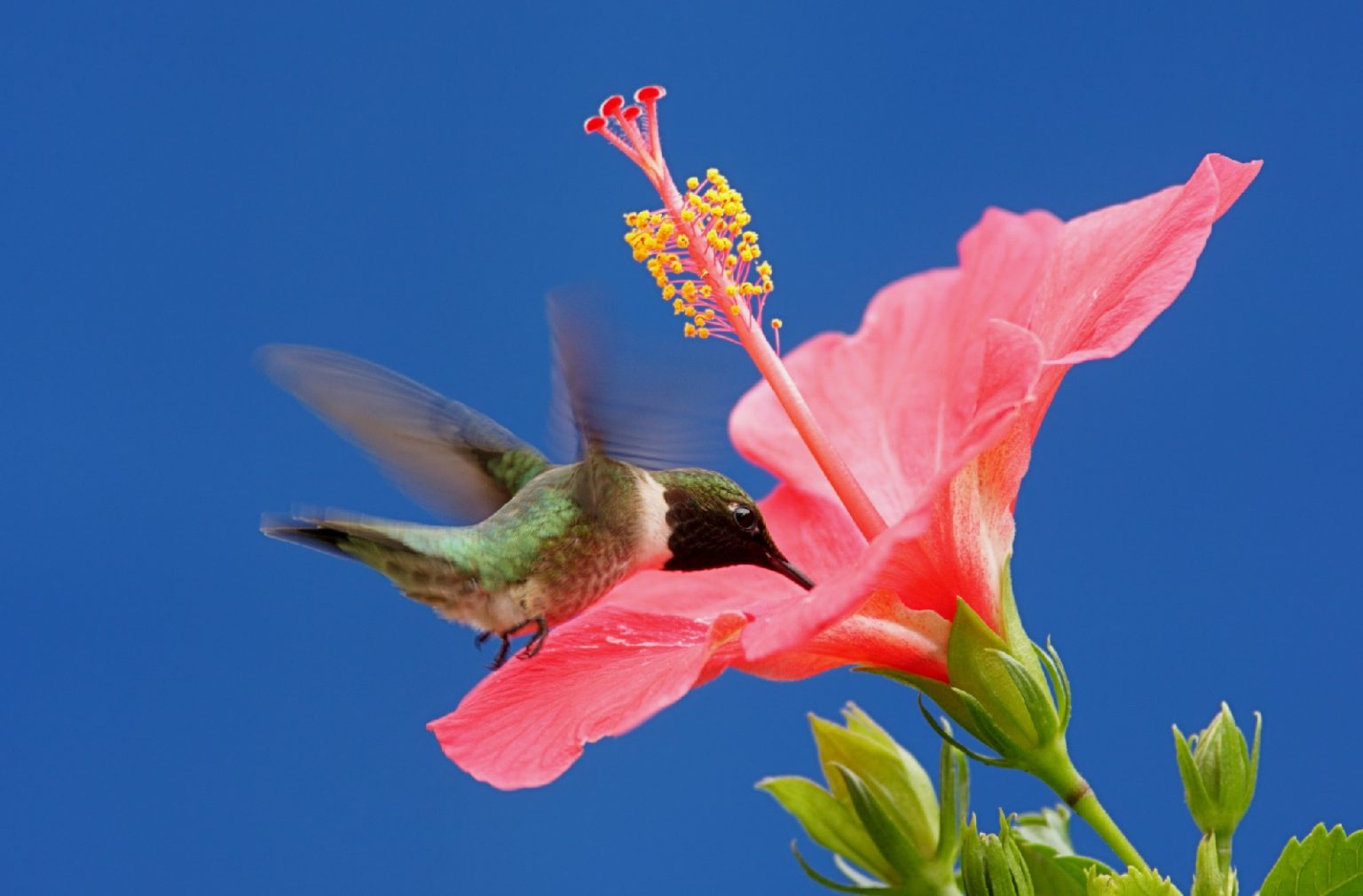 The 34 Best Hummingbird Flowers to Grow in Your Garden