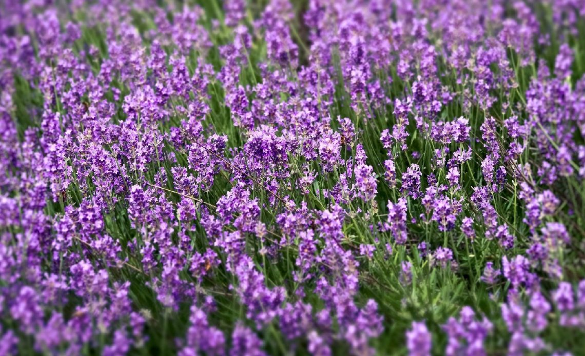 lavender-companion-plants