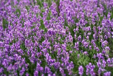 14 Lavender Companion Plants to Complete Your Garden