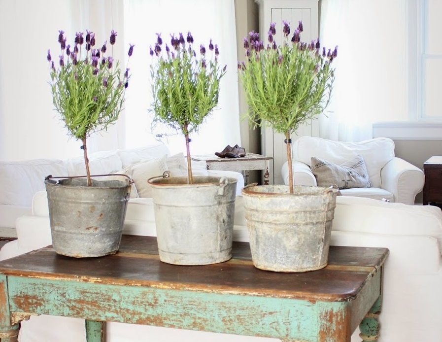 How to care for lavender indoors - Quora