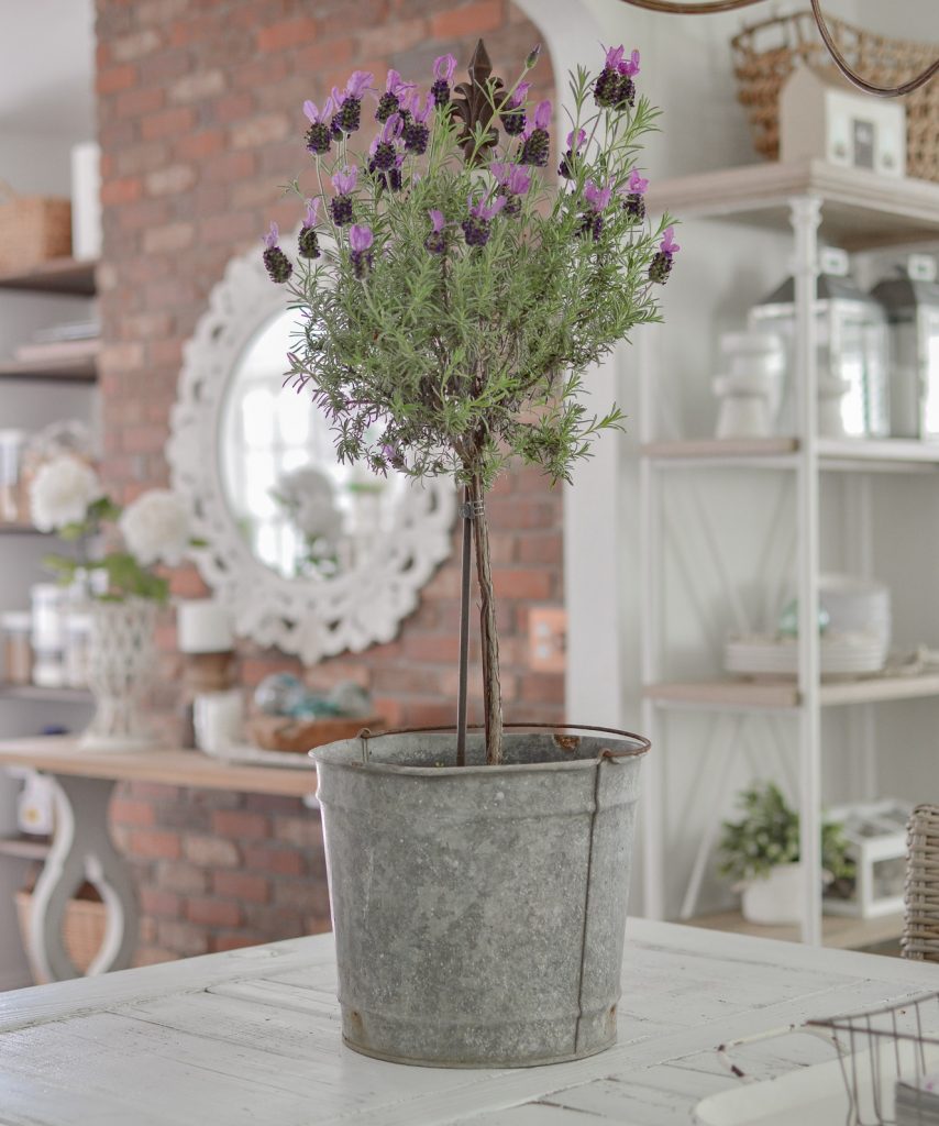 Lavender Holiday Tree - Calloway's Nursery