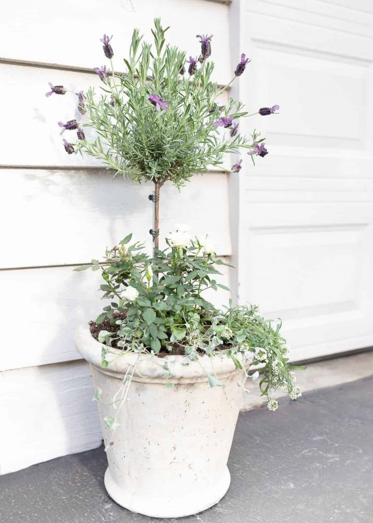 How To Grow and Care For a Lavender Tree