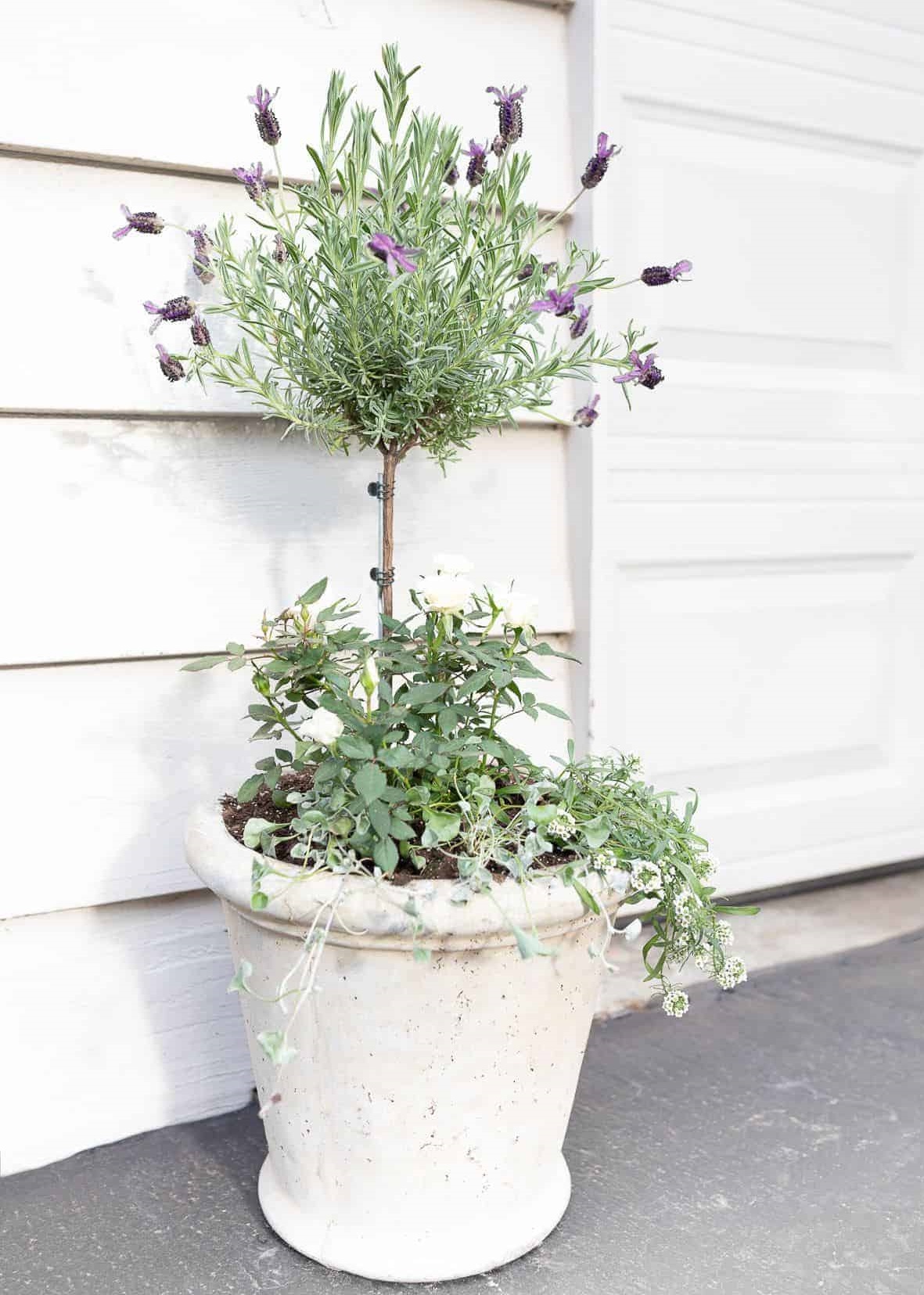 How To Grow and Care For a Lavender Tree