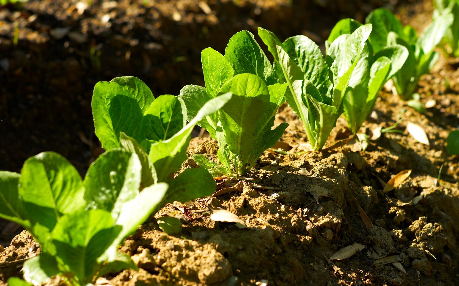 9 Best Cantaloupe Companion Plants (Plus 4 You Should Avoid)