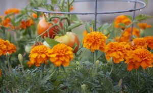 Do Deer Eat Marigolds? Are They Deer-Resistant?